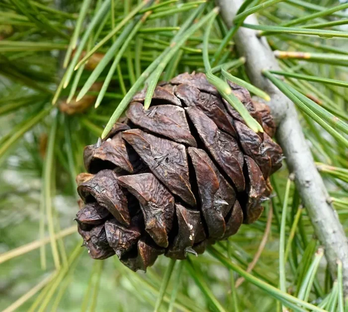 Pinus bungeana - immagine 3