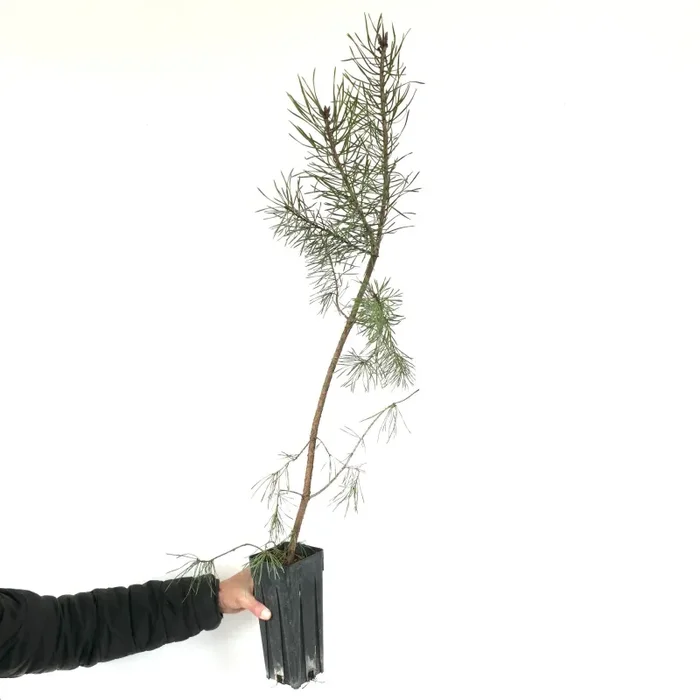 Pinus sylvestris - immagine 2