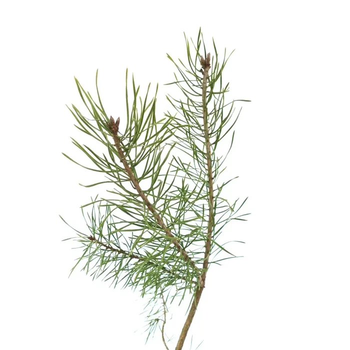 Pinus sylvestris - immagine 3