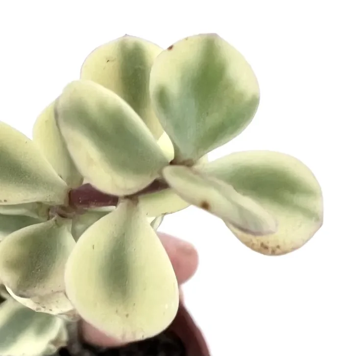 Portulacaria afra WHITE VARIEGATED 15-20cm