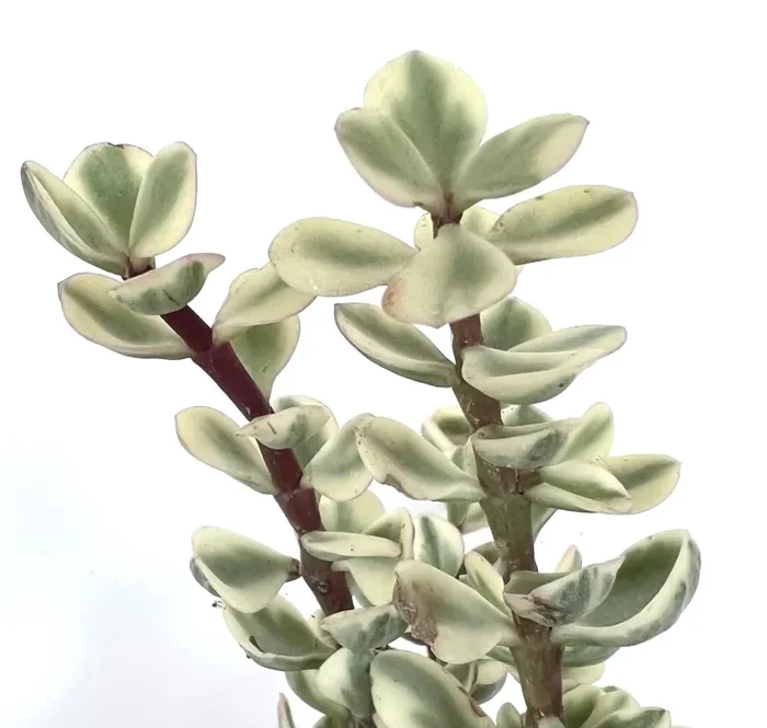 Portulacaria afra WHITE VARIEGATED 15-20cm - immagine 2