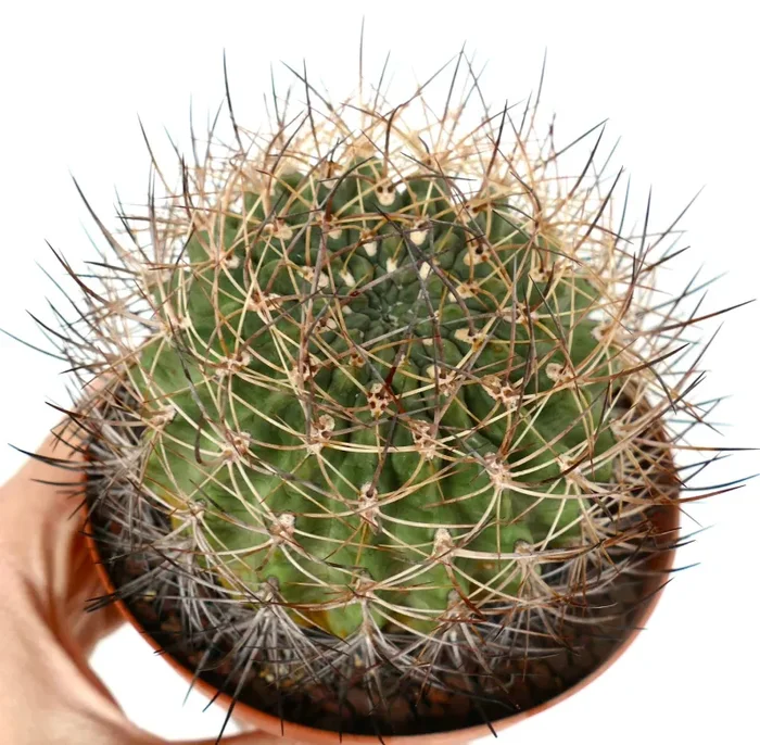 Pyrrhocactus curvispinus (La Quinilla, CHILE) - immagine 2