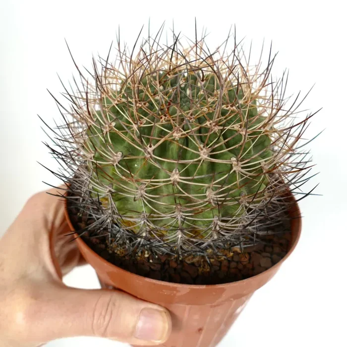 Pyrrhocactus curvispinus (La Quinilla, CHILE) - immagine 3