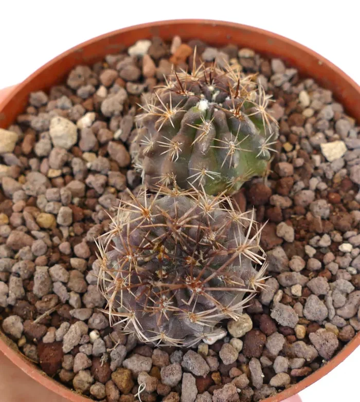 Pyrrhocactus strausianus (syn. Eriosyce strausiana) Los Colorados, CHILE (2 seedings) COP8
