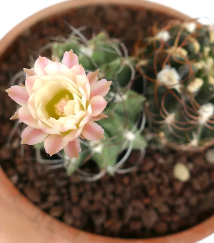 Pyrrocactus sp. (2 plants) TR9 - immagine 2