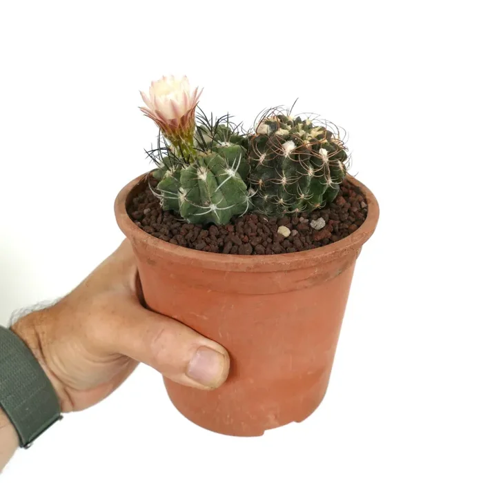 Pyrrocactus sp. (2 plants) TR9 - immagine 3