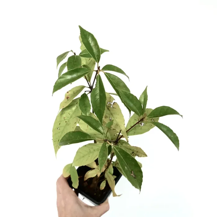 Quercus glauca - immagine 3