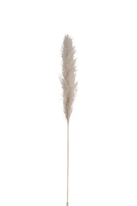 Ramo Erbe Delle Pampas Secche Naturale Medium 137CM