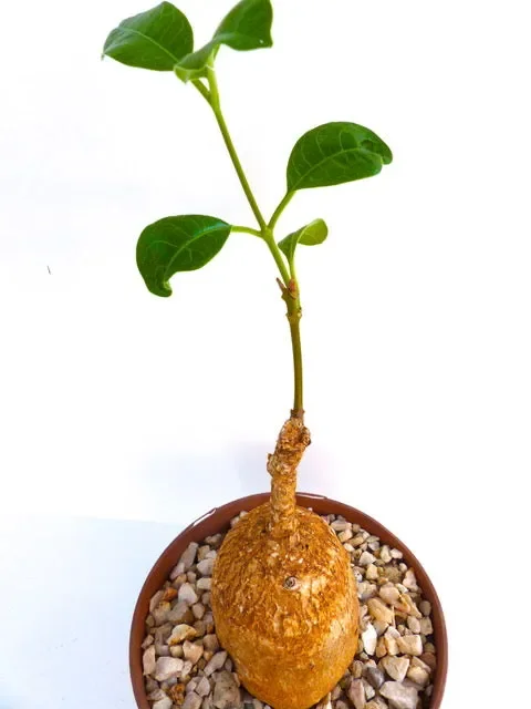 Raphionacme angolensis SEMI In saldo