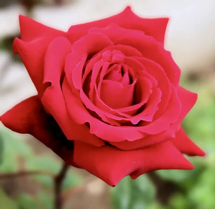 Rosa cv Meilland Botero®