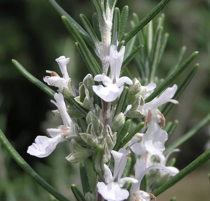 Rosmarinus officinalis erectus cv “alba”