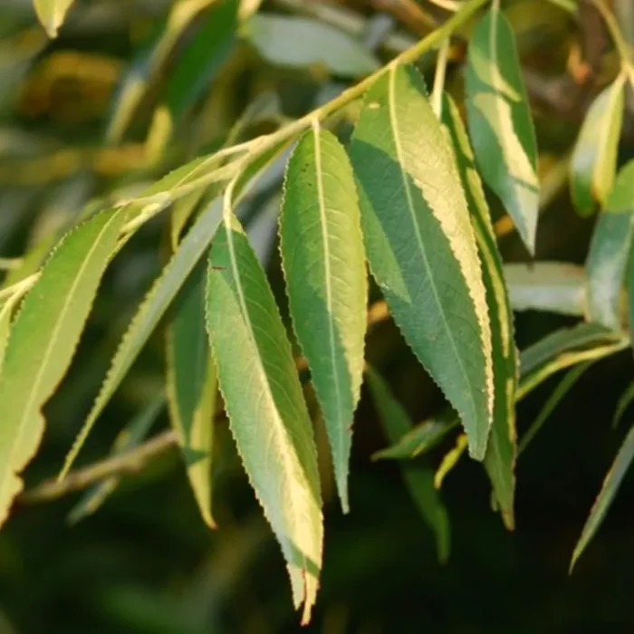 Salix alba x fragilis