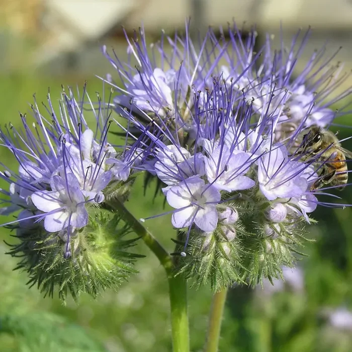 Semi da fiore bio – Phacelia Tanacetifolia – 1 kg