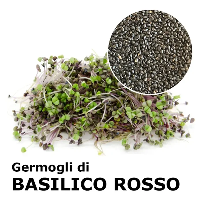 Semi da germoglio – Basilico rosso Pompei