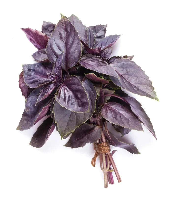 Semi da germoglio – Basilico rosso Pompei - immagine 3