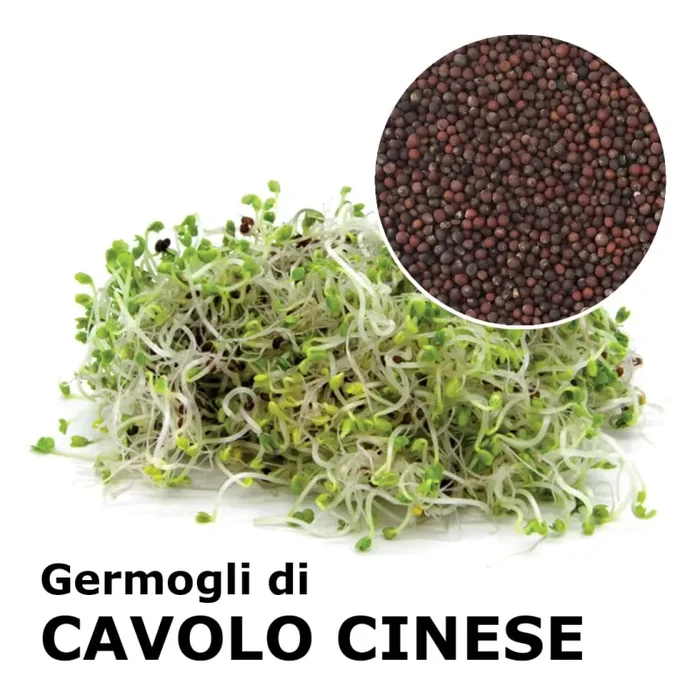 Semi da germoglio – Cavolo Cinese Loko