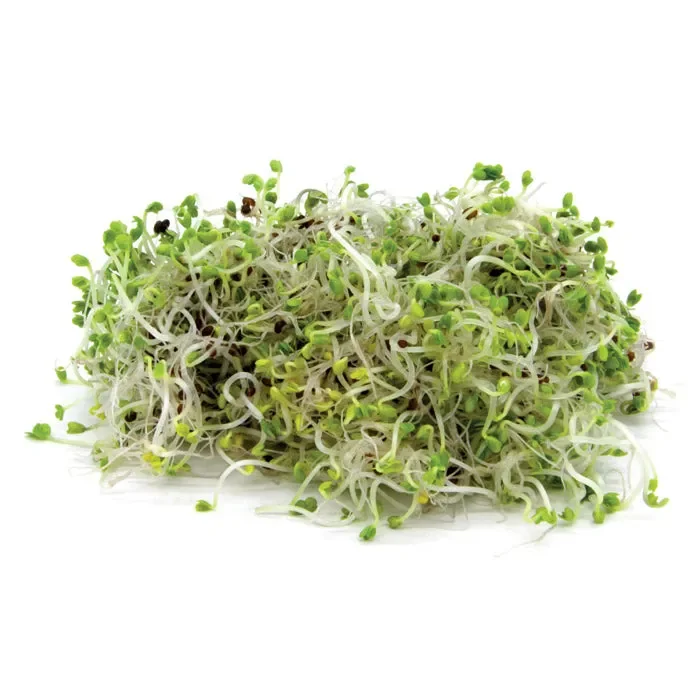 Semi da germoglio – Cavolo Cinese Loko - immagine 2