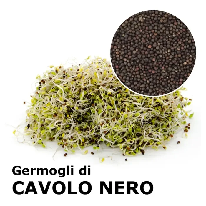 Semi da germoglio – Cavolo nero di Toscana Salus Vendita calda online