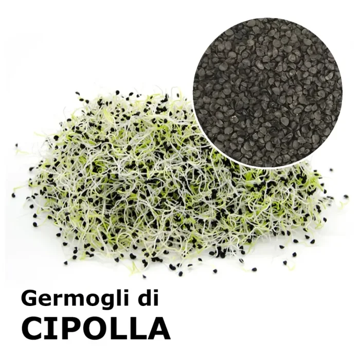 Semi da germoglio – Cipolla Pinga