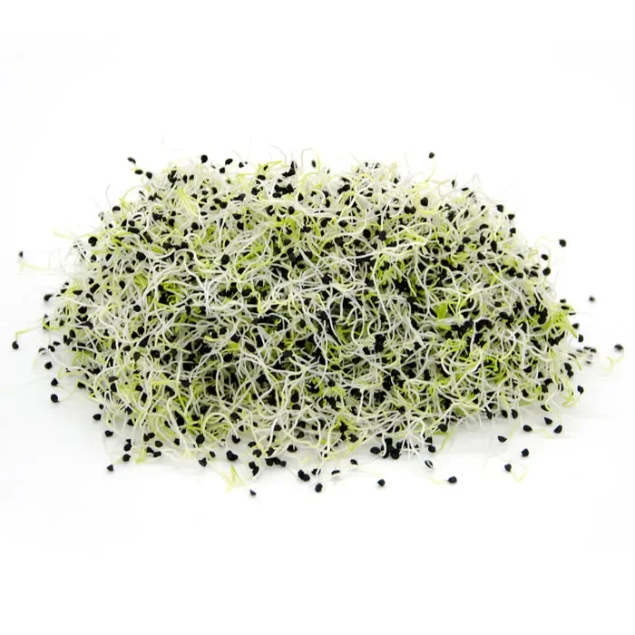 Semi da germoglio – Cipolla Pinga - immagine 2