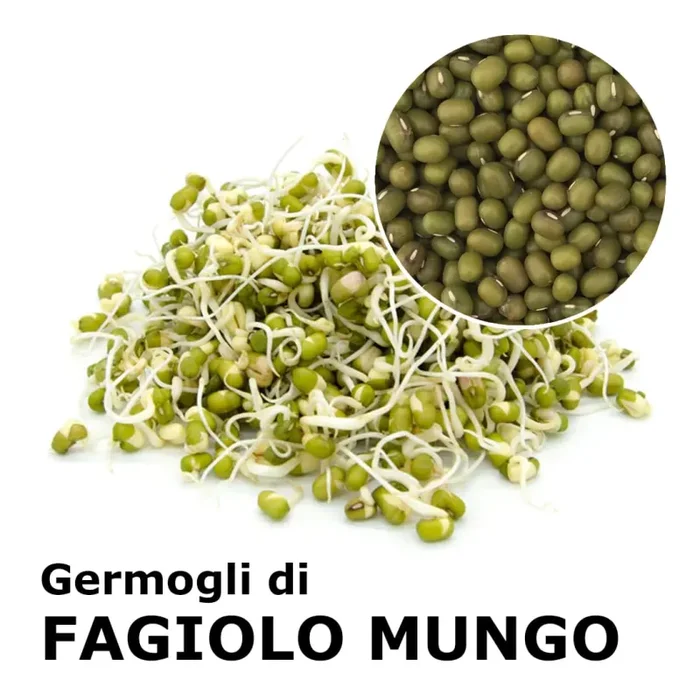 Semi da germoglio – Fagiolo Mungo Isidoro Vendita calda