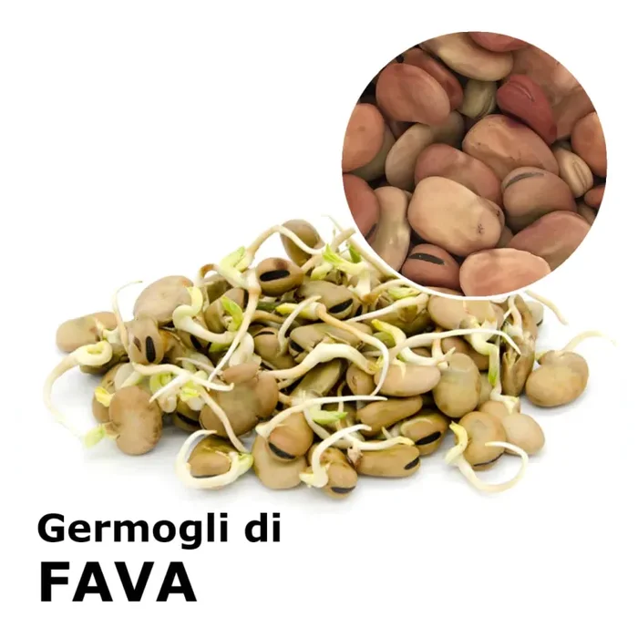 Semi da germoglio – Fava Giunone