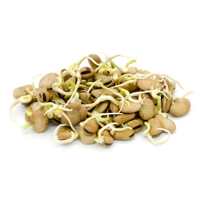 Semi da germoglio – Fava Giunone - immagine 2