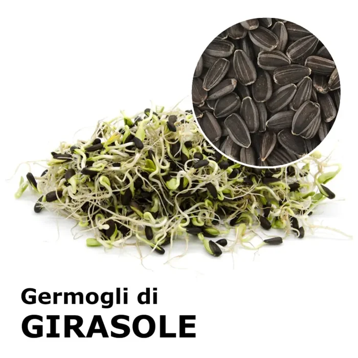 Semi da germoglio – Girasole Ukko