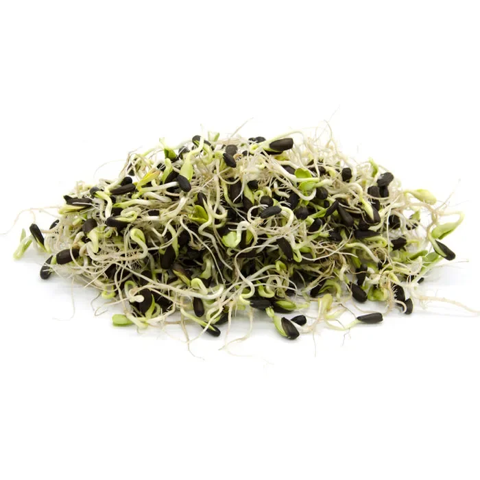 Semi da germoglio – Girasole Ukko - immagine 2