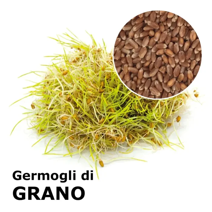 Semi da germoglio – Grano Incas