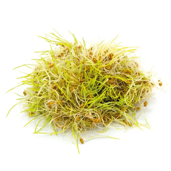 Semi da germoglio – Grano Incas - immagine 2