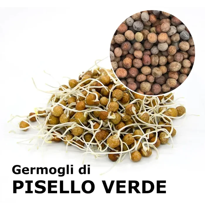 Semi da germoglio – Pisello verde Efesto