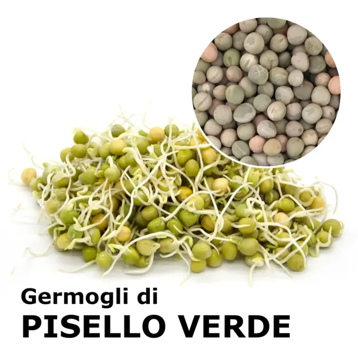 Semi da germoglio – Pisello verde Viridios