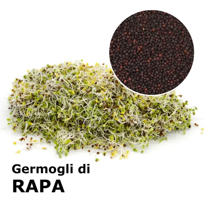 Semi da germoglio – Rapa Marshmallow