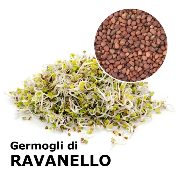 Semi da germoglio – Ravanello China Rose Moda