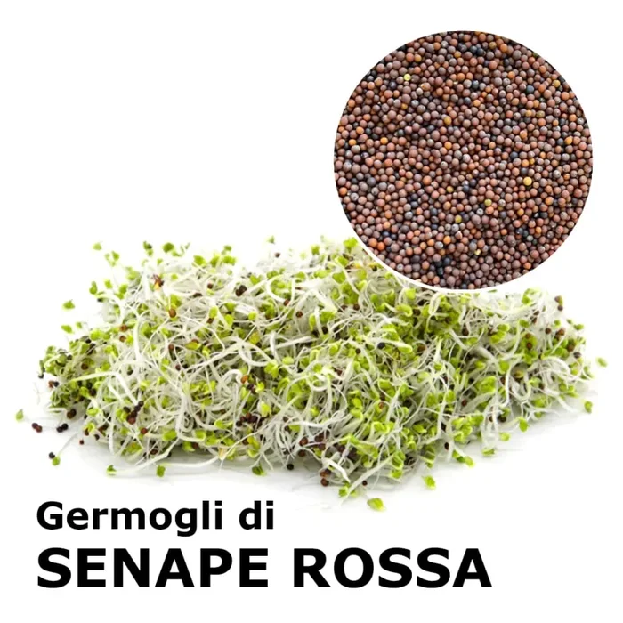 Semi da germoglio – Senape rossa Kiss