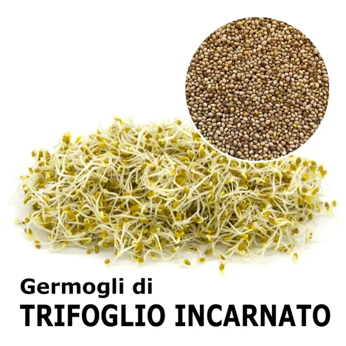 Semi da germoglio – Trifoglio incarnato Graal