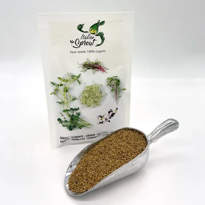 Semi da germoglio – Trifoglio incarnato Graal - immagine 3