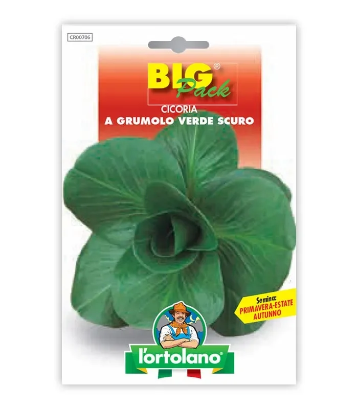 Semi da orto – Cicoria a Grumolo Verde Scuro