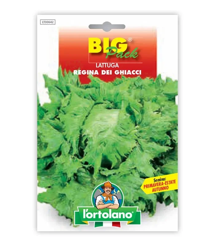 Semi da orto – Lattuga Regina dei Ghiacci