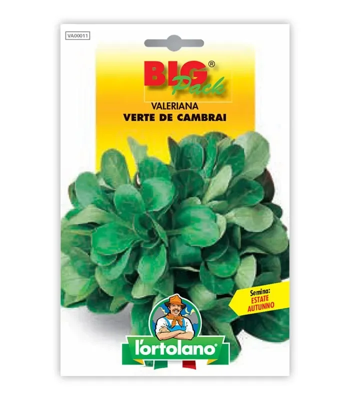 Semi da orto – Valeriana Verte de Cambrai Vendita calda online