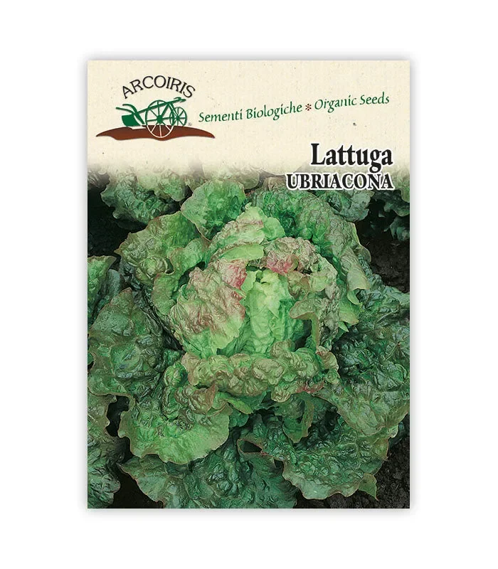 Semi da orto bio – Lattuga Ubriacona