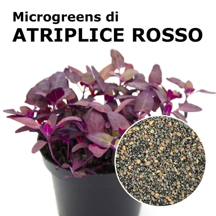 Semi per microgreens – Atriplice rosso (Spinacione) Grisù Sconti