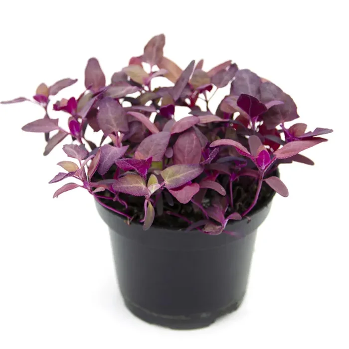 Semi per microgreens – Atriplice rosso (Spinacione) Grisù Sconti - immagine 2