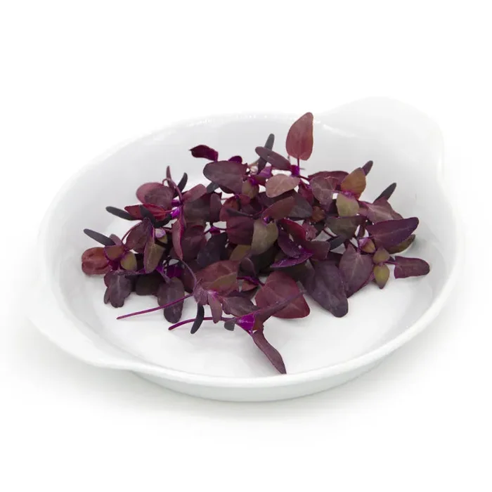 Semi per microgreens – Atriplice rosso (Spinacione) Grisù Sconti - immagine 3