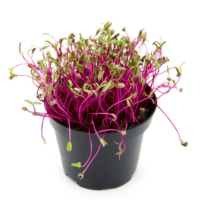 Semi per microgreens – Bieta Bull’s Blood Granada - immagine 2