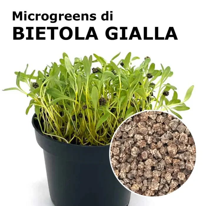 Semi per microgreens – Bietola gialla Mimosa