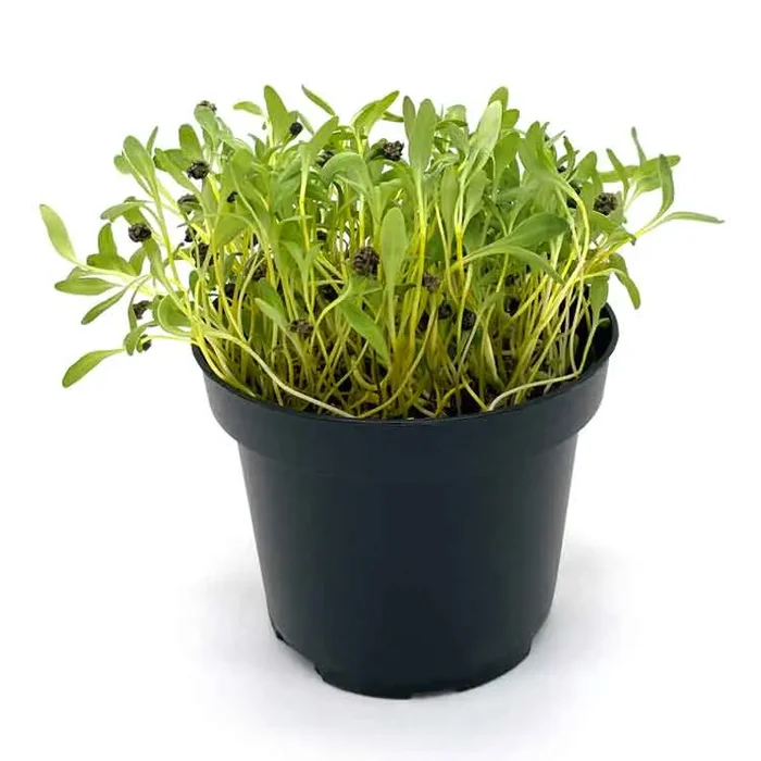 Semi per microgreens – Bietola gialla Mimosa - immagine 2
