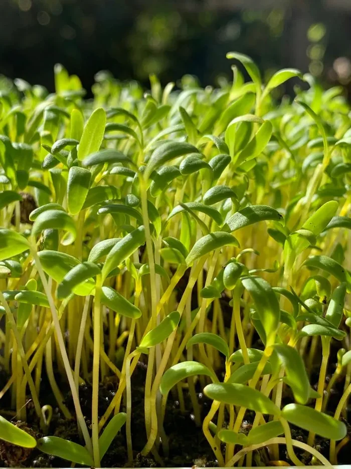 Semi per microgreens – Bietola gialla Mimosa - immagine 3