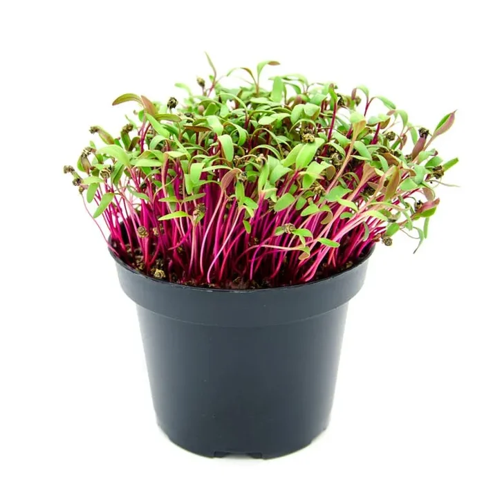 Semi per microgreens – Bietola rossa Sunset Saldi - immagine 2